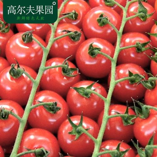 今日菜价小瓜番茄,小瓜番茄，今日菜价下的健康之选