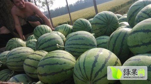 近期热门焦作吃瓜事件,揭秘网络热议背后的真相与反思