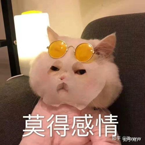 热门小呆瓜表情包