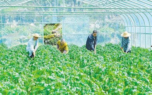 恩施热门大瓜种植基地,绿色生态农业的璀璨明珠