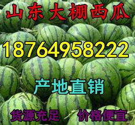 云南大棚瓜今日价格