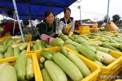 寿光今日吊瓜价格,今日行情一览”