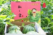 上海今日瓜菜价格,实惠与多样并存