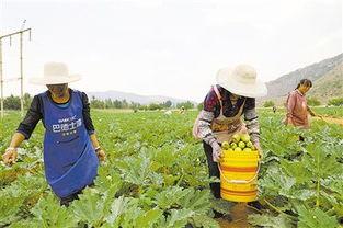 曲靖今日小瓜价格,市民购买更实惠