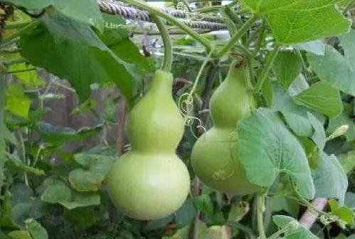 葫芦瓜行情今日最新,今日最新走势解析