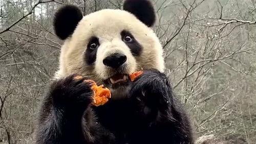 娱乐圈吃瓜熊猫,熊猫视角下的吃瓜盛宴