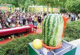今日大瓜每日大赛,每日大赛精彩瞬间大盘点