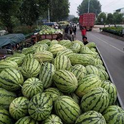 今日濉溪的瓜价,新鲜上市，价格亲民