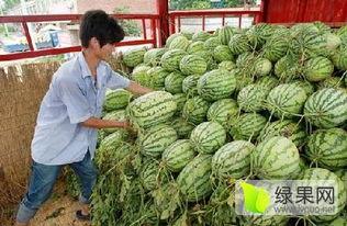 今日濉溪的瓜价,新鲜上市，价格亲民