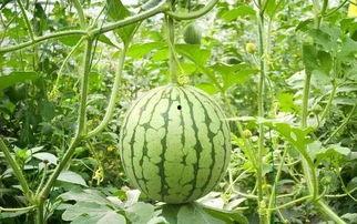 叶柯之后热门的瓜,揭秘娱乐圈最新热点事件