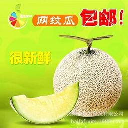 今日海阳网文瓜价格,瓜价波动，揭秘今日市场行情