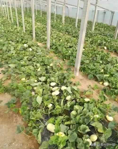 火银瓜今日价格,市场波动下的行情解析