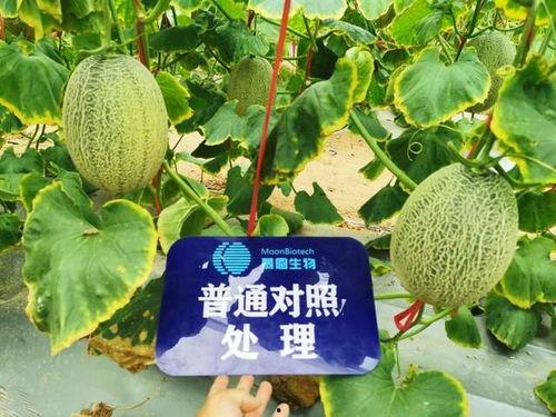 嘉兴哈密今日瓜行情,新鲜上市，价格走俏