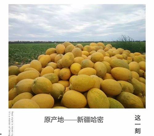 嘉兴哈密今日瓜行情,新鲜上市，价格走俏