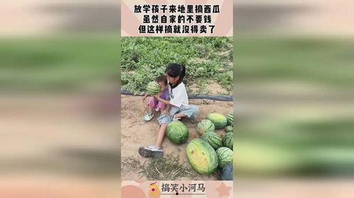 热门农村摘瓜的文案,体验乡村田园摘瓜的欢乐时光