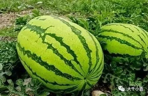 山东儿熄热门大瓜,揭秘背后惊人真相