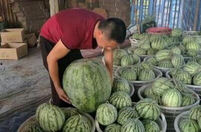 近期洪江热门吃瓜事件,揭秘近期热门吃瓜事件背后的真相