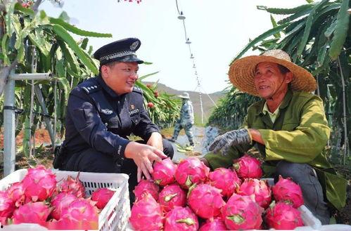 今日瓜价乐东,瓜香四溢，价格波动揭秘