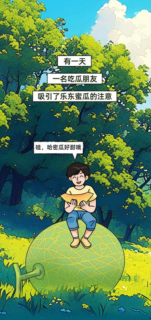 今日瓜价乐东,瓜香四溢，价格波动揭秘