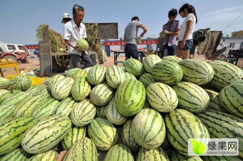 今日硒砂瓜行情,硒砂瓜市场行情实时解析