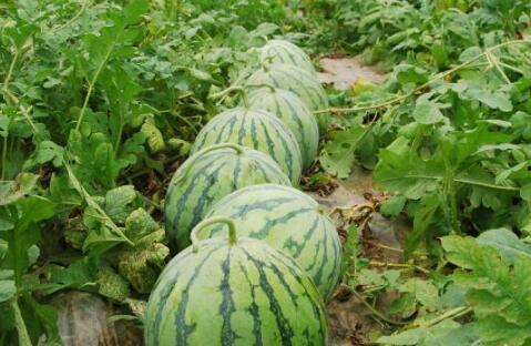 上热门纯二茬瓜,揭秘种植与市场新趋势