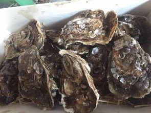 明星网红乳山牡蛎,明星加持下的海洋美味传奇