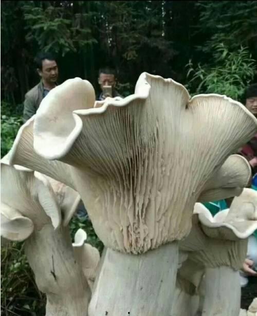 蘑菇视频在线观看吃瓜爆料,吃瓜爆料，娱乐圈幕后真相大曝光！