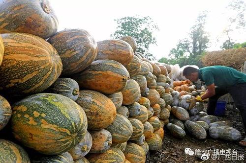 灵溪县最新吃瓜爆料,揭秘最新爆料背后的真相