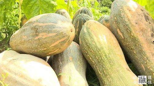 灵溪县最新吃瓜爆料,揭秘最新爆料背后的真相